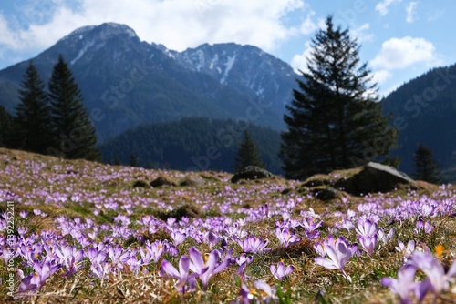 Obraz na płótnie Glade of blooming purple crocuses with mountains in background. Chochołowska Valley, Zakopane, Tatra Mountains, Poland w salonie