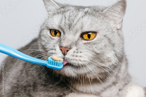 Cat is trying toothpaste on the toothbrush. Toothpaste for pets to prevent plaque and tartar. Brushing cat teeth