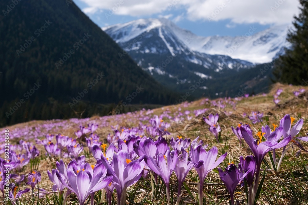 Glade of blooming purple crocuses with mountains in background. Chochołowska Valley, Zakopane, Tatra Mountains, Poland