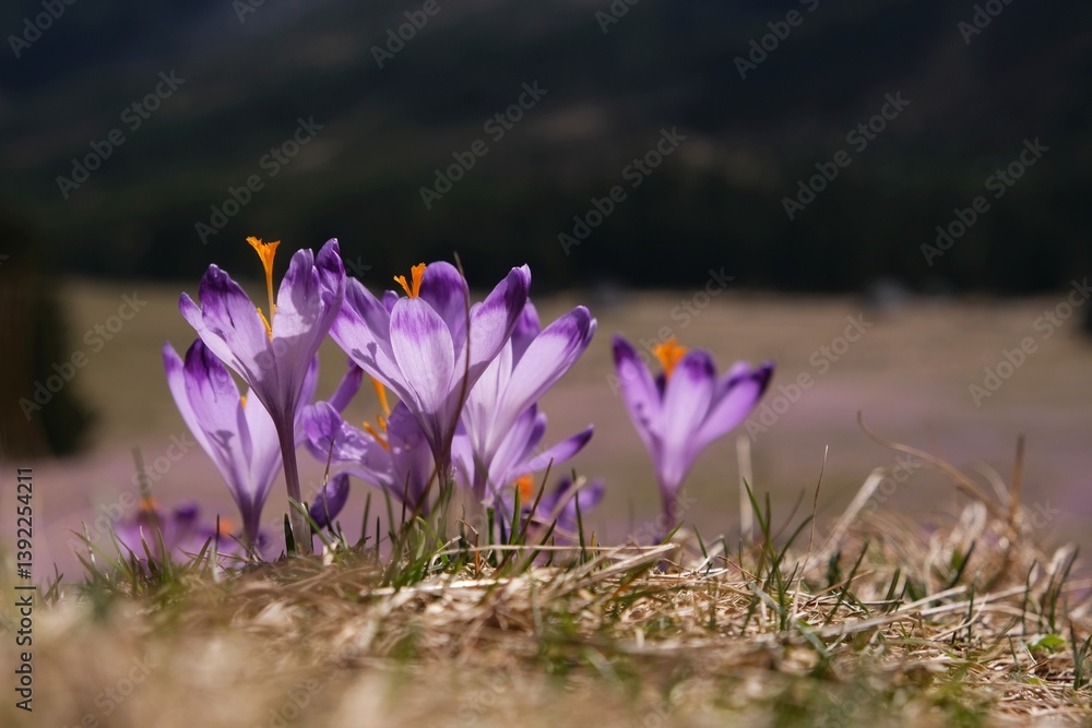 Blooming purple crocuses in mountain glade in Chochołowska Valley, Zakopane, Tatra Mountains, Poland