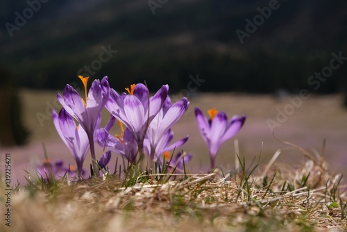 Obraz na płótnie Blooming purple crocuses in mountain glade in Chochołowska Valley, Zakopane, Tatra Mountains, Poland w salonie