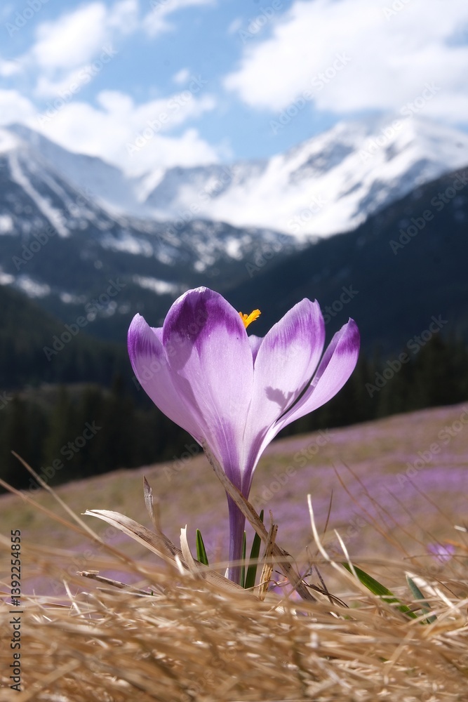 Single blooming purple crocus on mountain glade with mountains in background. Chochołowska Valley, Zakopane, Tatra Mountains, Poland