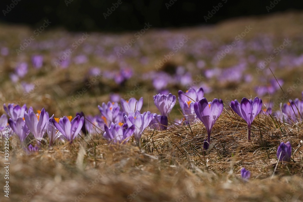 Blooming purple crocuses in mountain glade in Chochołowska Valley, Zakopane, Tatra Mountains, Poland