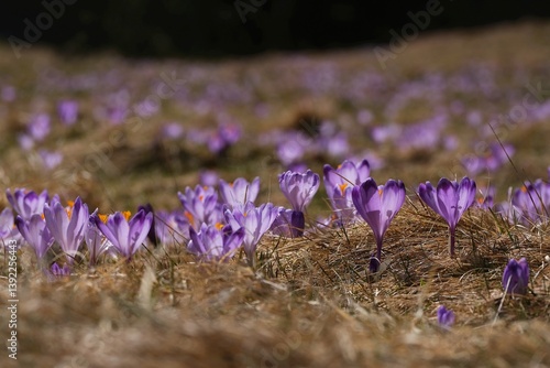 Blooming purple crocuses in mountain glade in Chochołowska Valley, Zakopane, Tatra Mountains, Poland