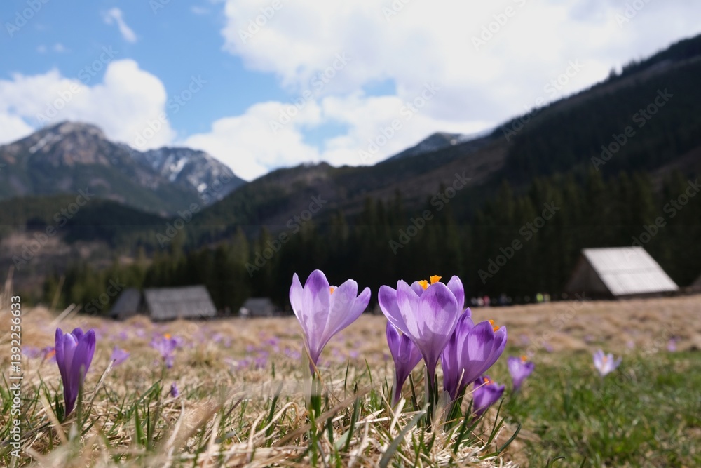 Blooming purple crocuses in mountain glade wooden hut and mountains in background. Chochołowska Valley, Zakopane, Tatra Mountains, Poland