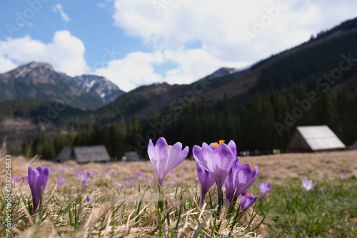 Obraz na płótnie Blooming purple crocuses in mountain glade wooden hut and mountains in background. Chochołowska Valley, Zakopane, Tatra Mountains, Poland w salonie