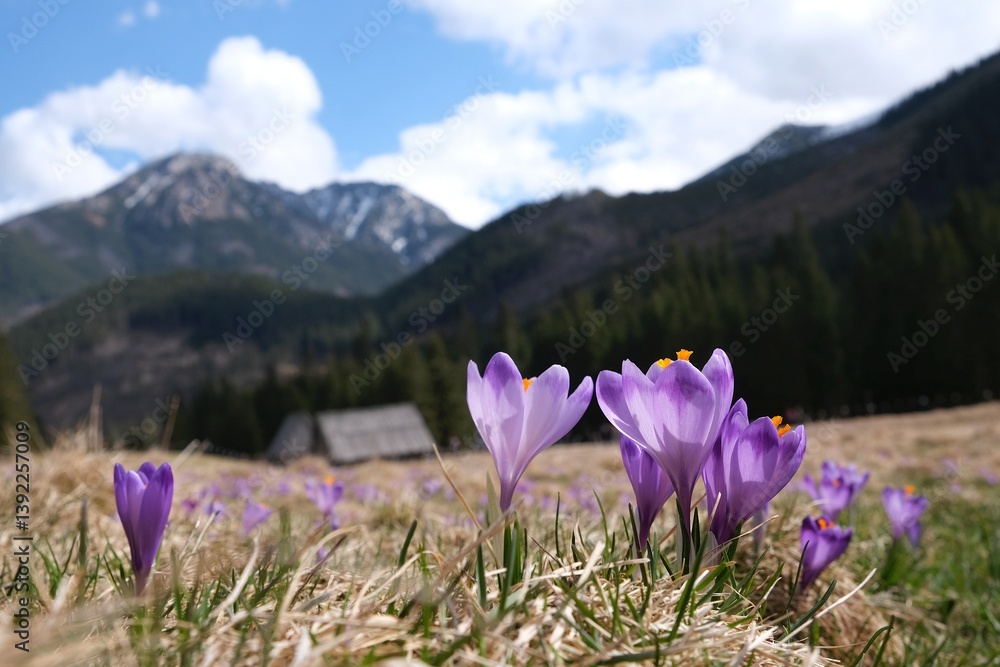 Blooming purple crocuses in mountain glade wooden hut and mountains in background. Chochołowska Valley, Zakopane, Tatra Mountains, Poland
