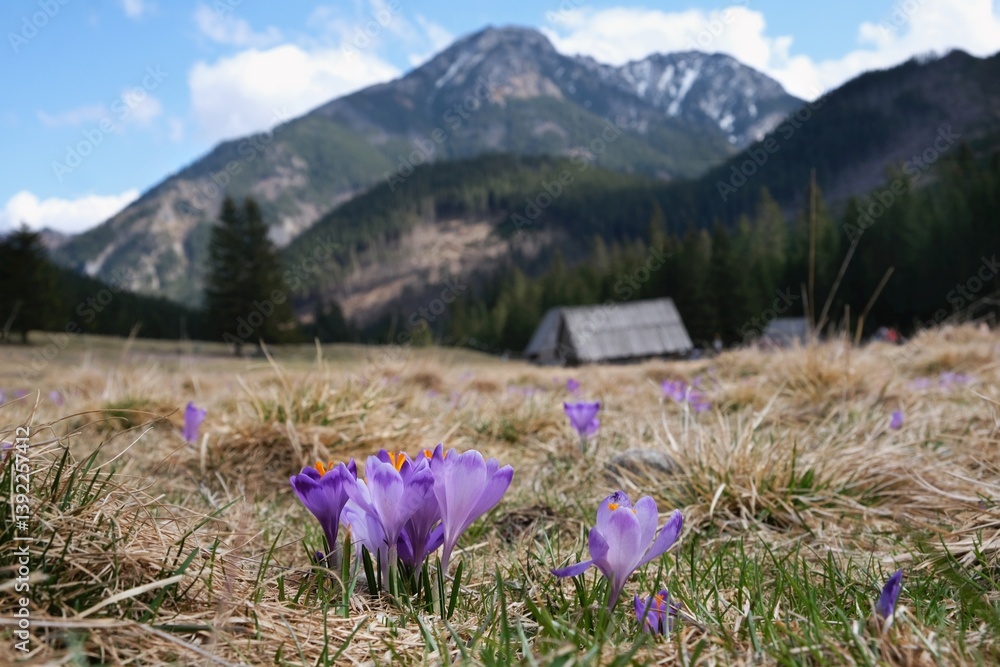 Blooming purple crocuses in mountain glade wooden hut and mountains in background. Chochołowska Valley, Zakopane, Tatra Mountains, Poland