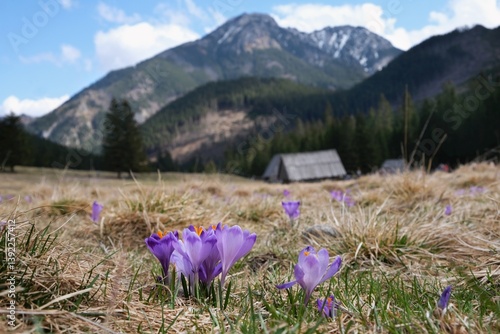 Obraz na płótnie Blooming purple crocuses in mountain glade wooden hut and mountains in background. Chochołowska Valley, Zakopane, Tatra Mountains, Poland w salonie