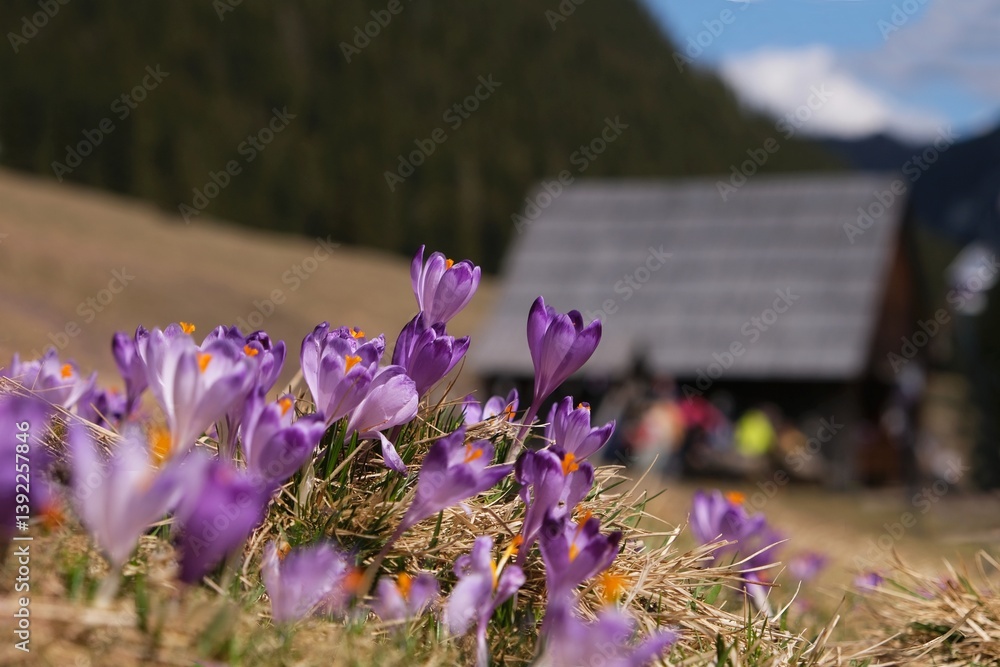 Blooming purple crocuses on mountain glade and shepherd's in background. Chochołowska Valley, Zakopane, Tatra Mountains, Poland