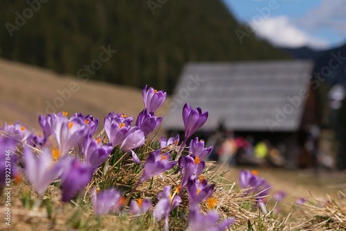 Obraz na płótnie Blooming purple crocuses on mountain glade and shepherd's in background. Chochołowska Valley, Zakopane, Tatra Mountains, Poland w salonie