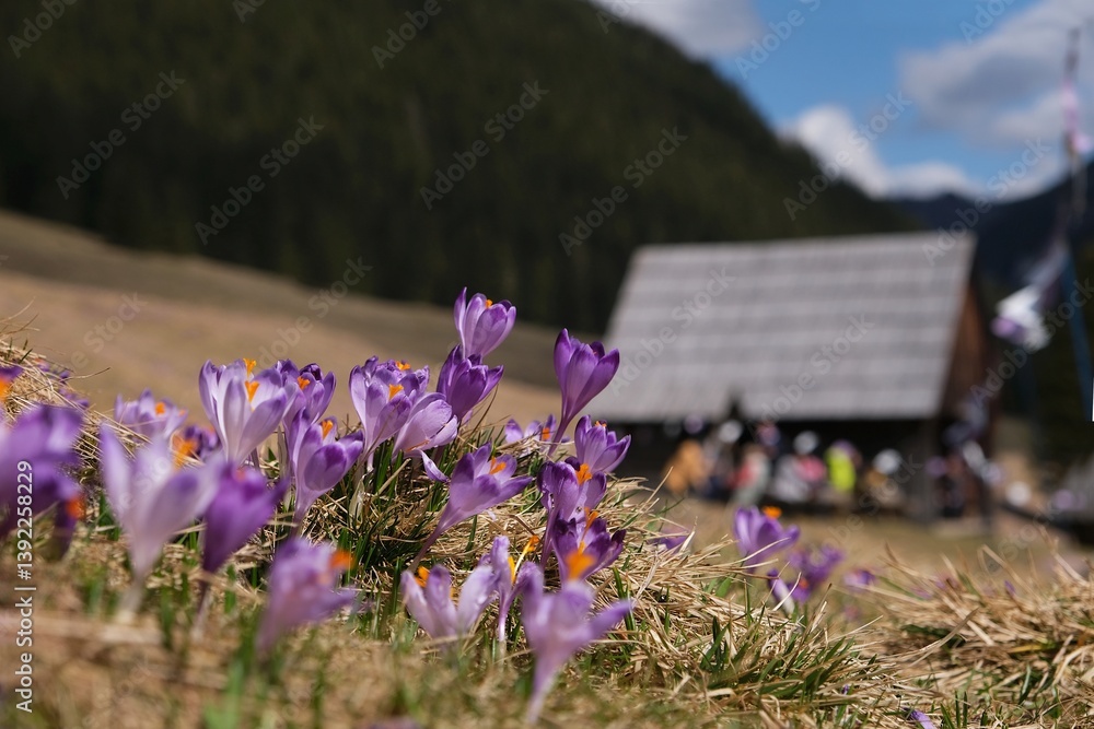 Blooming purple crocuses on mountain glade and shepherd's in background. Chochołowska Valley, Zakopane, Tatra Mountains, Poland