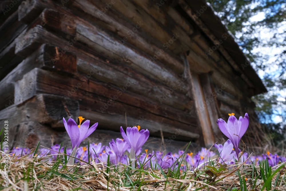 Blooming purple crocuses next to shepherd's hut snowy mountains in background. Chochołowska Valley, Zakopane, Tatra Mountains, Poland