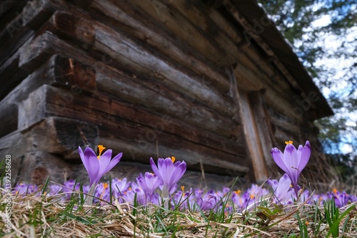 Obraz na płótnie Blooming purple crocuses next to shepherd's hut snowy mountains in background. Chochołowska Valley, Zakopane, Tatra Mountains, Poland w salonie