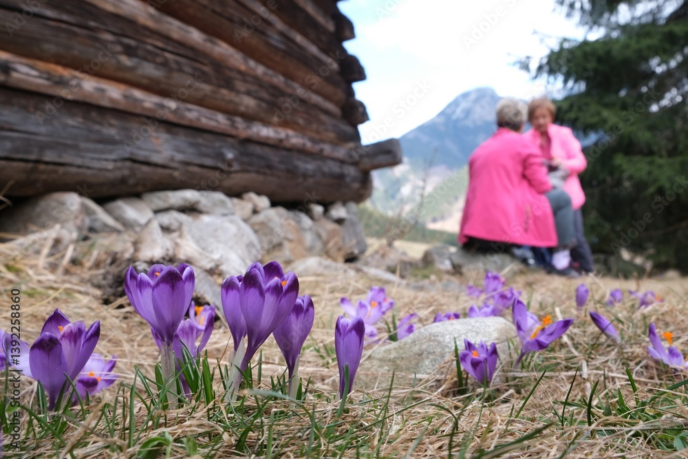 Blooming purple crocuses next to shepherd's hut and silhouettes of women in pink jackets in background. Chochołowska Valley, Zakopane, Tatra Mountains, Poland