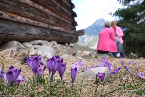 Obraz na płótnie Blooming purple crocuses next to shepherd's hut and silhouettes of women in pink jackets in background. Chochołowska Valley, Zakopane, Tatra Mountains, Poland w salonie