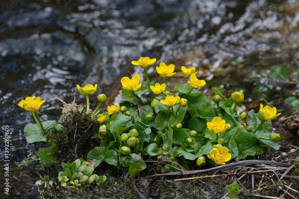 Tatry, Chocholowska Valley, Poland - Caltha palustris, known as marsh marigold and kingcup by rivier