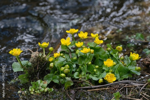 Obraz na płótnie Tatry, Chocholowska Valley, Poland - Caltha palustris, known as marsh marigold and kingcup by rivier w salonie