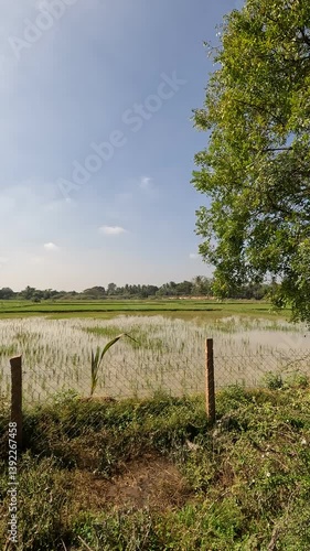 Lush green rice fields near Auroville in Tamil Nadu,  A peaceful rural landscape showing traditional farming and tropical nature . South India.