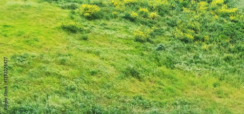 Aerial view of vibrant green meadow interspersed with yellow wildflowers.  A lush, textured landscape ideal for nature, spring, or environmental themes.