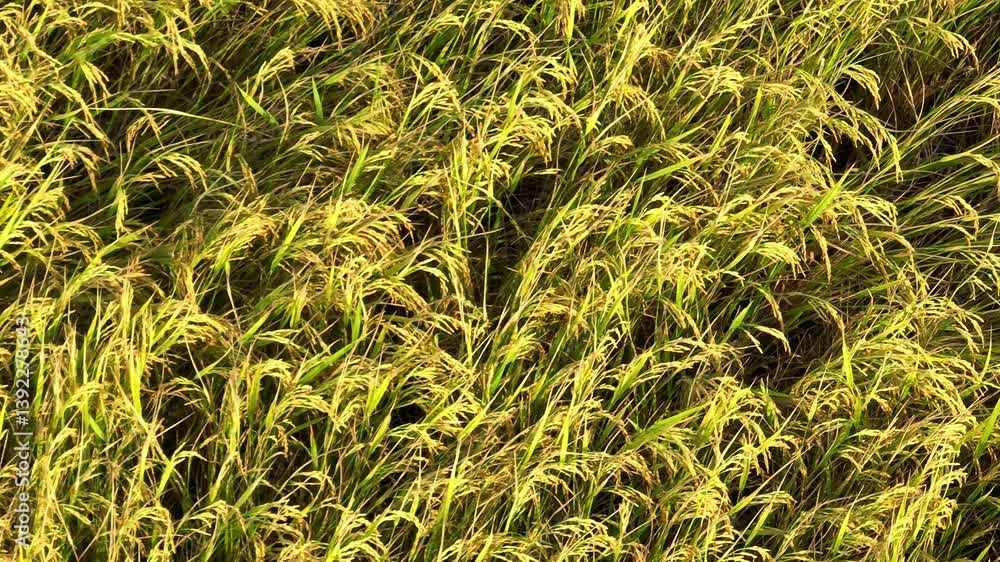 A drone shot highlights the lush, golden rice plants, reflecting a healthy crop nearing harvest, demonstrating the importance of rice farming in global food production.
A drone shot highlights the lush, golden rice plants, reflecting a healthy crop nearing harvest, demonstrating the importance of rice farming in global food production.