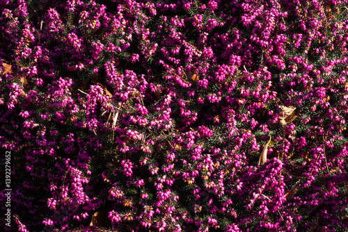 Vibrant display of blooming heather in a sunlit garden, showcasing a sea of purple under clear blue skies during early spring mornings