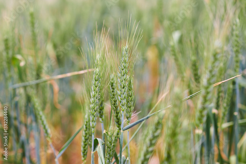 Closeup of a green wheat crop starting to turn