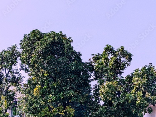 tree in the forest
