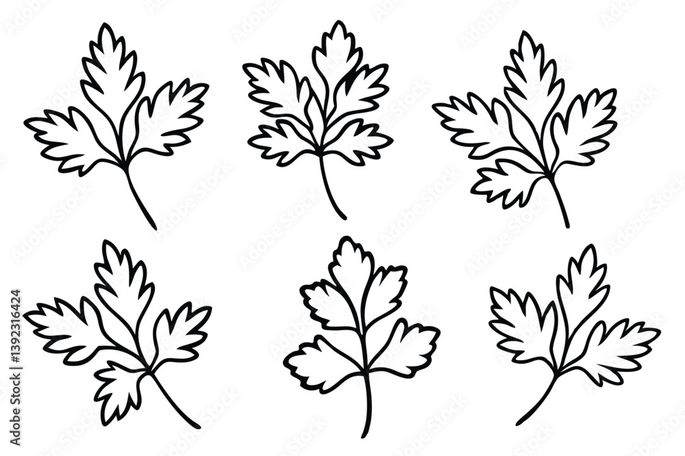 Fototapeta premium Parsley Leaf Line Art Illustration for Herb Garden Poster 