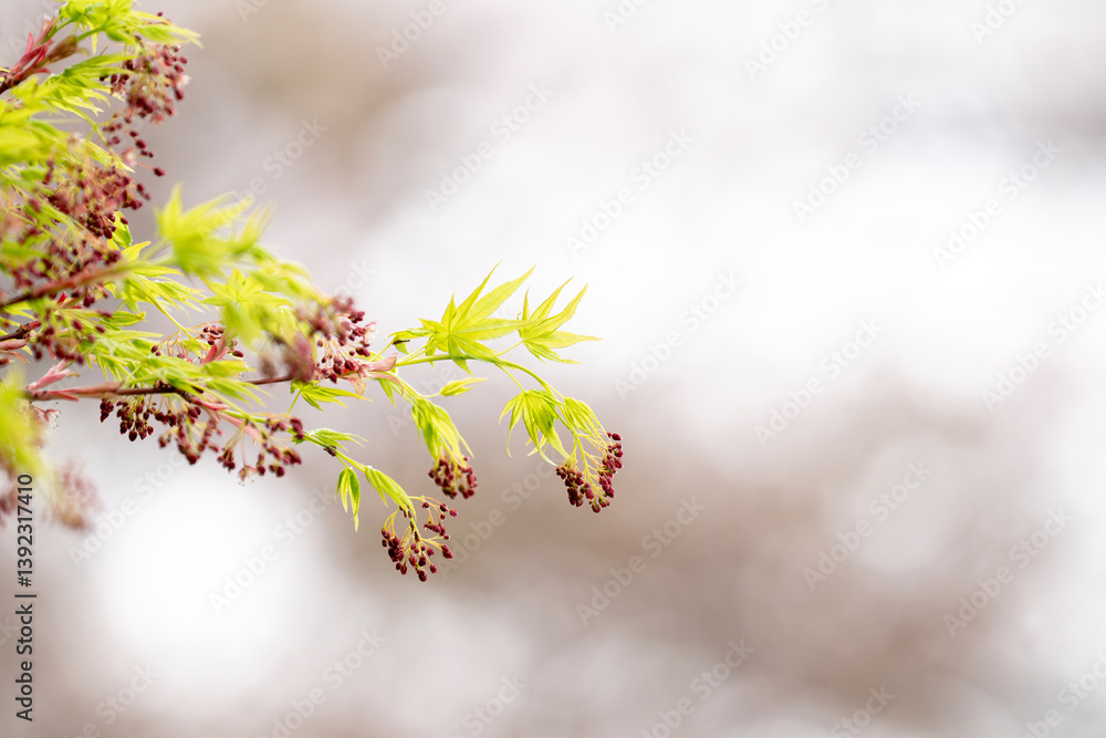春の日差しを浴びて輝くもみじの新芽