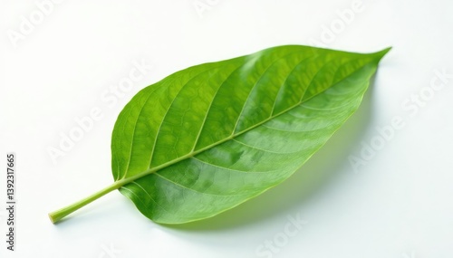 A single leaf isolated on a white background with subtle texture and veins visible, flower, background