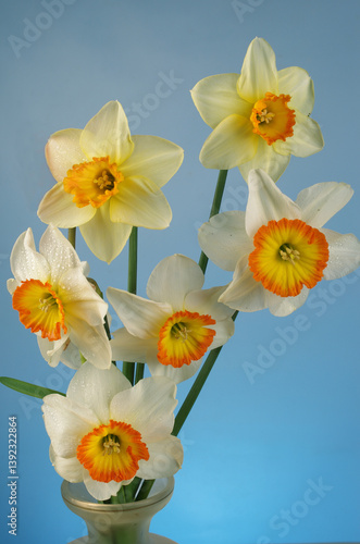 White and yellow daffodils on a blue background.