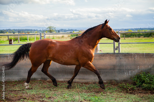 Horse showing paces in round yard