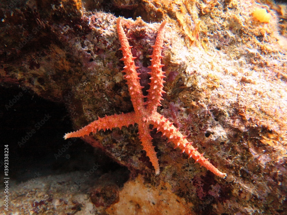 starfish