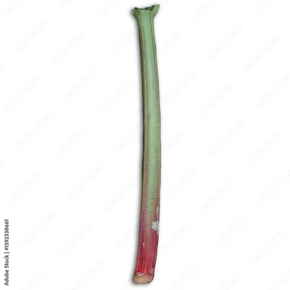 A long, slender green and red plant stalk, likely a type of rhubarb, commonly used in culinary dishes. A long, slender green and red plant stalk, likely a type of rhubarb, commonly used in culinary dishes.
