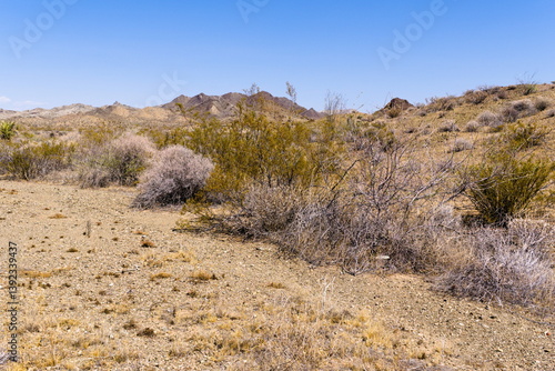 Arid landscape with dry vegetagion  in the Mexican desert near Mexicali, Baja California
