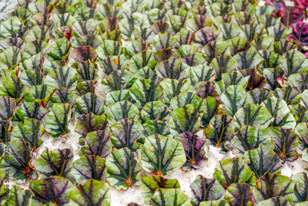 Fototapeta premium Rows of young Begonia rex leaves grown through hydroponic propagation inside a greenhouse, showcasing vibrant foliage patterns and early-stage cultivation technology.