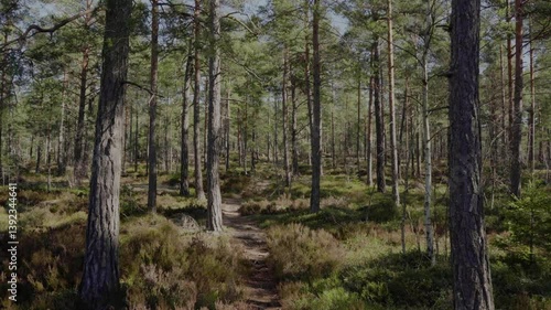 Wallpaper Mural Smooth gimbal walk in a Swedish forest landscape on a summer day Torontodigital.ca