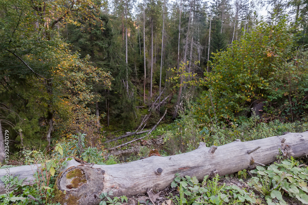 Fototapeta premium Forested slopes of mountain river, fallen dry tree on foreground