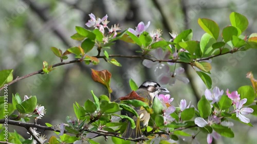 bird on a tree