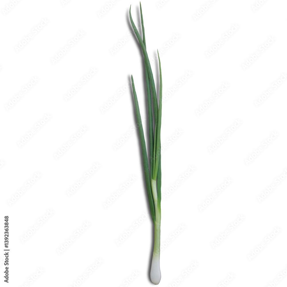 A fresh green onion, commonly used in cooking for flavor and garnish. A fresh green onion, commonly used in cooking for flavor and garnish.