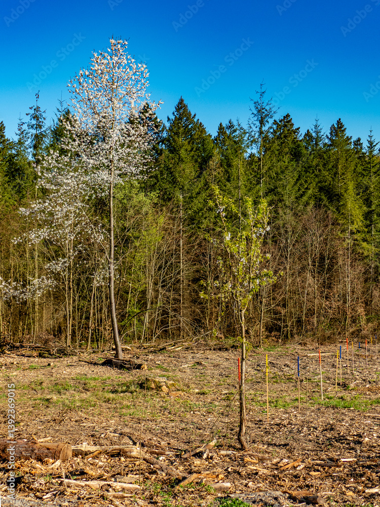 Wiederaufforstung im Mischwald durch Anpflanzen von jungen Pflanzentrieben an bunten Stöcken
Wiederaufforstung im Mischwald durch Anpflanzen von jungen Pflanzentrieben an bunten Stöcken
