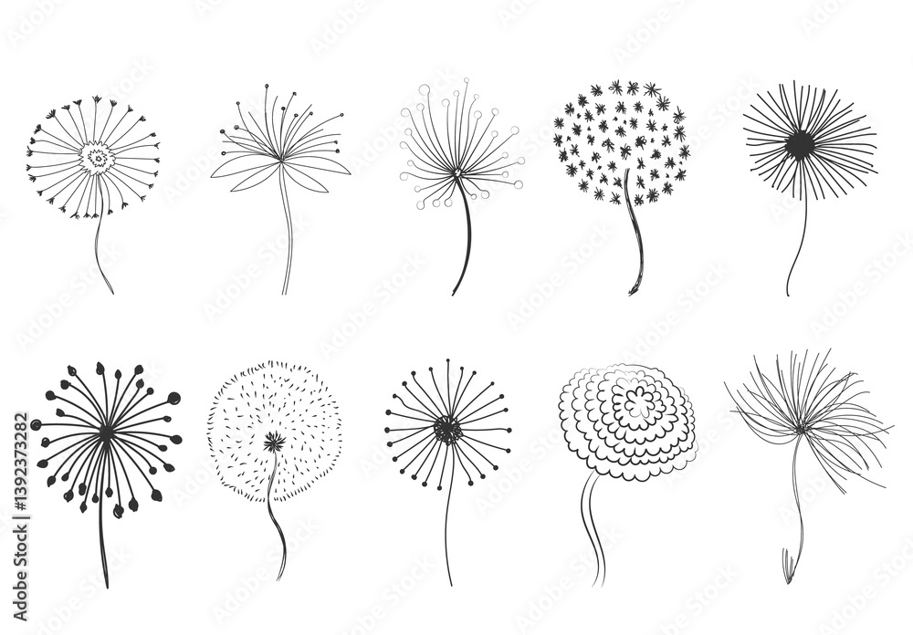 Obraz premium png blowball fluffy nature plant silhouette illustration wind botany summer flower vector design flying background seed growth fragility biology blossom spring wild plant black floral life floral 
