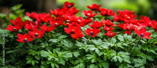 Vibrant display of red anemone flowers in full bloom during springtime