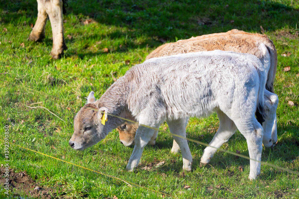 Cute white brown calf of breed Rätisches Grauvieh grazing on meadow at Swiss City of Zürich on a sunny spring day. Photo taken April 1st, 2025, Zurich Schwamendingen, Switzerland.