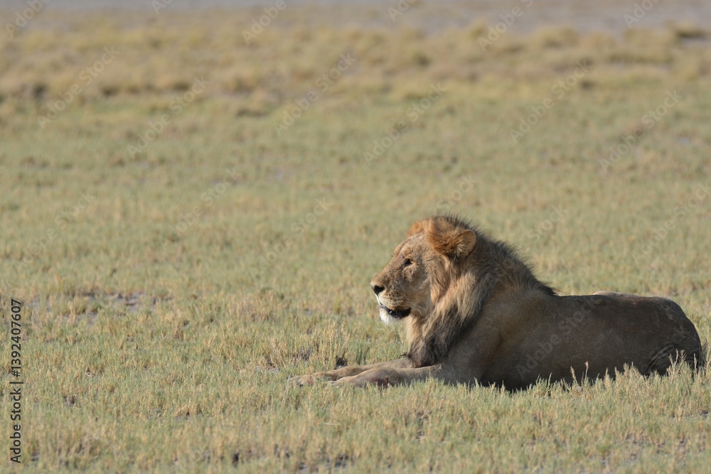 Fototapeta premium lion in savanna , animal of africa