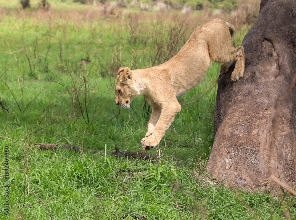 Fototapeta premium Lion cub jumping on a tree in the african savannah