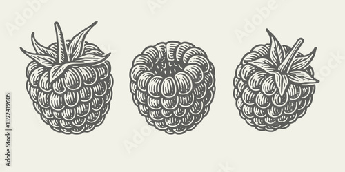 Set of Raspberries. Vintage detailed woodcut linocut engraving style vector illustration. 