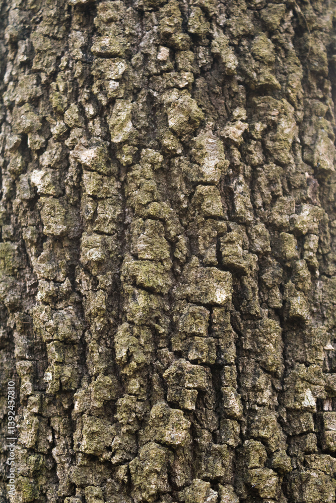 Close up of rough textured tree bark showing natural patterns Close up of rough textured tree bark showing natural patterns