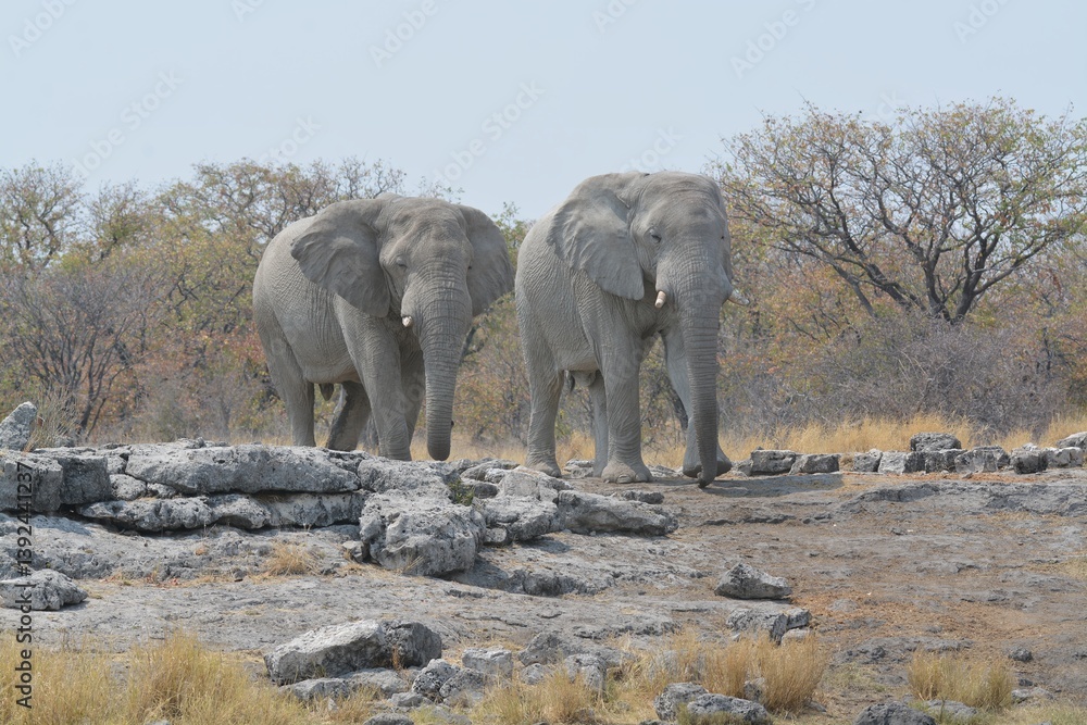 Obraz premium Elephant in safari - Botswana - Africa